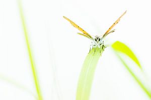 De rode vuurvlinder van Danny Slijfer Natuurfotografie