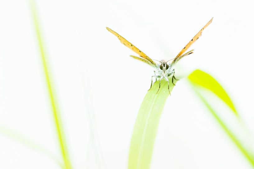 The red fire butterfly by Danny Slijfer Natuurfotografie
