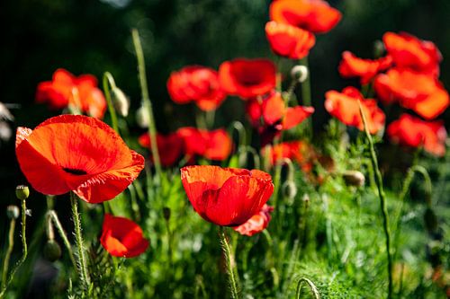 Spring dream: poppies in bloom