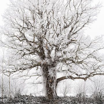 Covered in Frost by Lars van de Goor