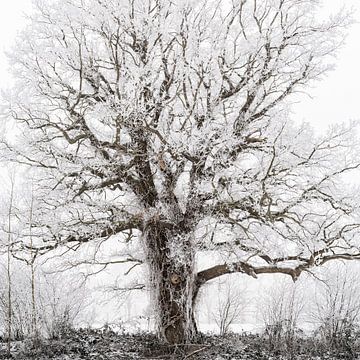 Couvert de givre sur Lars van de Goor