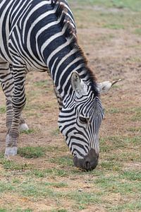 Grasendes Zebra