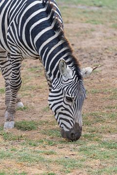 Grazende zebra