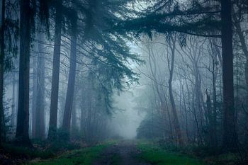 Stimmungsvolle Waldschneise in De Eese