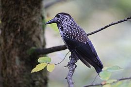 Spotted Nutcracker, Eurasian nutcracker (Nucifraga caryocatactes) Black Forest, Germany von Frank Fichtmüller