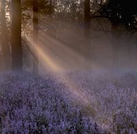 heide met zonneharpen