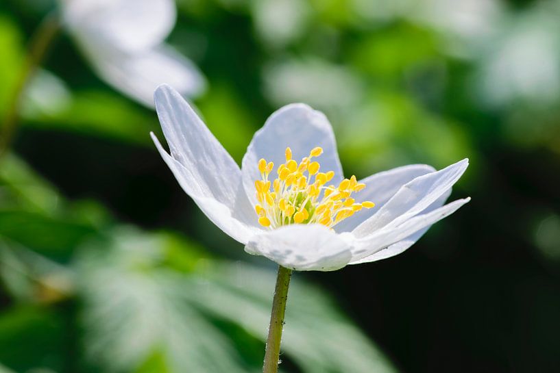 Bosanemoon by Pieter van Dijk