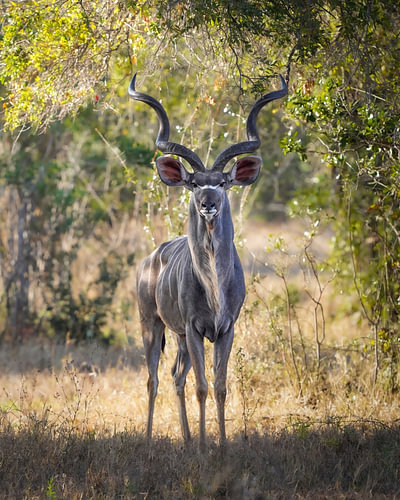 Kudu man