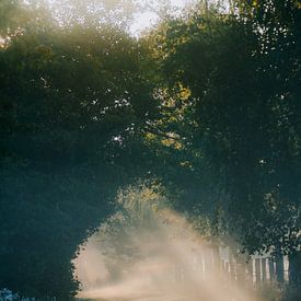 Magic forest road by Jakub Wencek