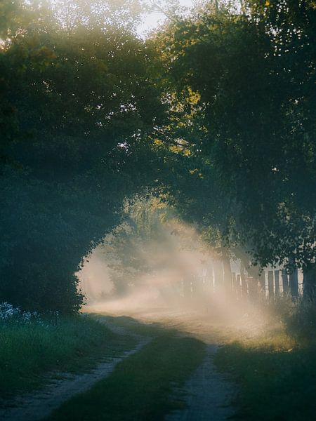 Magic forest road by Jakub Wencek