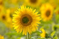 Sunflower by Marco Liberto thumbnail