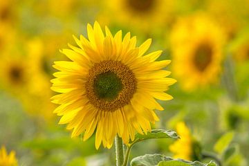 Tournesol sur Marco Liberto