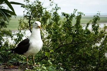 The seagull of Mont Saint-Michel