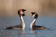 Great Crested Grebes ( Podiceps cristatus ), couple in courtship routine, swimming breast to breast, van wunderbare Erde thumbnail