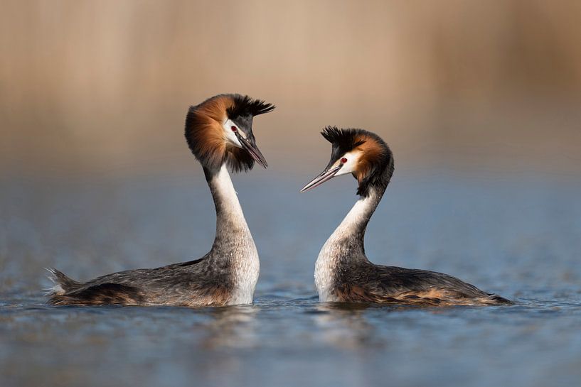 Haubentaucher ( Podiceps cristatus ) im Frühjahr, Pärchen in der Balz, Kopf-schütteln-Zeremonie par wunderbare Erde