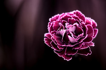 Carnation