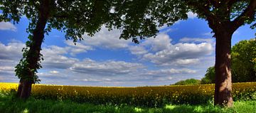Arbres devant le champ de colza