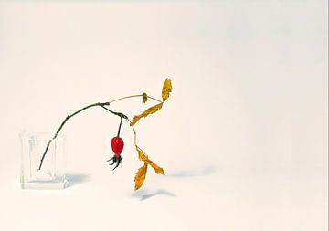 rozenbottelbes op een tak van Mykhailo Sherman