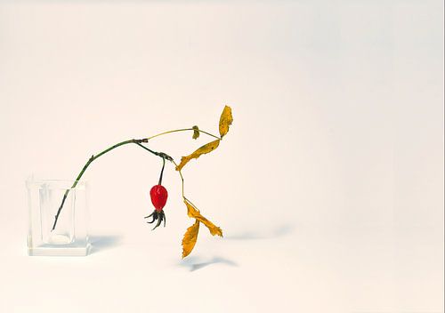rosehip berry on a branch
