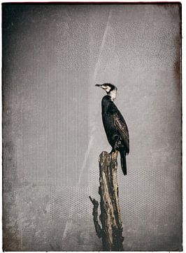 Cormorant on tree trunk by natascha verbij