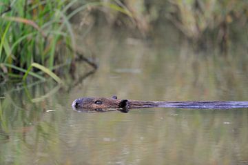 vrij groot... Europese bever * Castor fiber * van wunderbare Erde