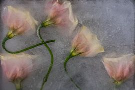 Gefrorene Schönheit 04 von Nathalie De Saegher