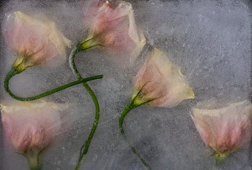 Frozen beauty 04