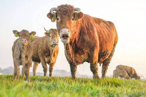 Hey Juh!! Koe en kinderen