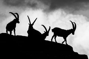 Silhouettes of ibex in black and white