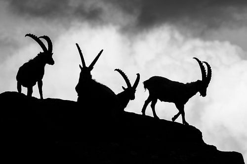 Silhouettes de capricornes sur Arjen Heeres