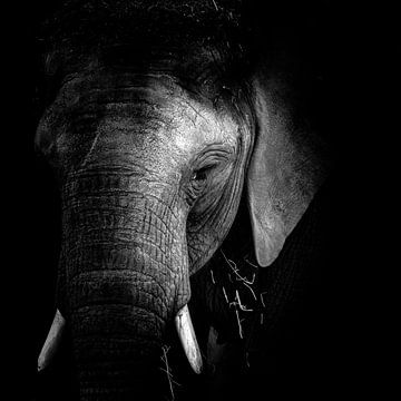Elefant von Jon Geypen