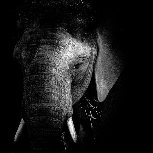 Elefant von Jon Geypen