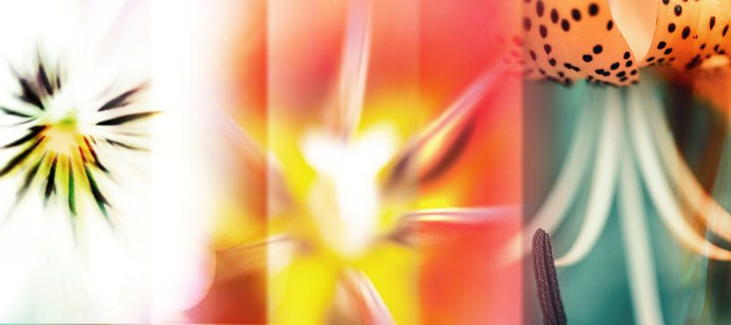 potpourri von fantasina