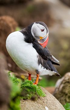 Puffin on the lookout.