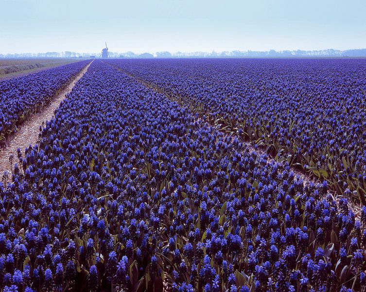 Unendlich viele blaue Weintrauben von Rene van der Meer