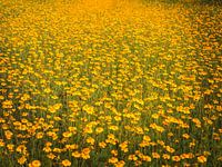 Bloemenveld