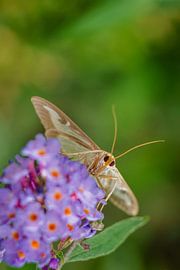 Buxusmot op vlinderstruik van Johan Slagers