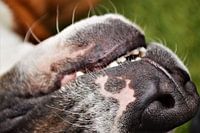 Hond spelend in het gras