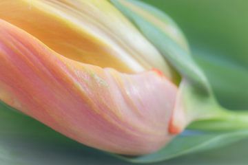 Oranje Papagaai Tulp in macro van Karin Tebes