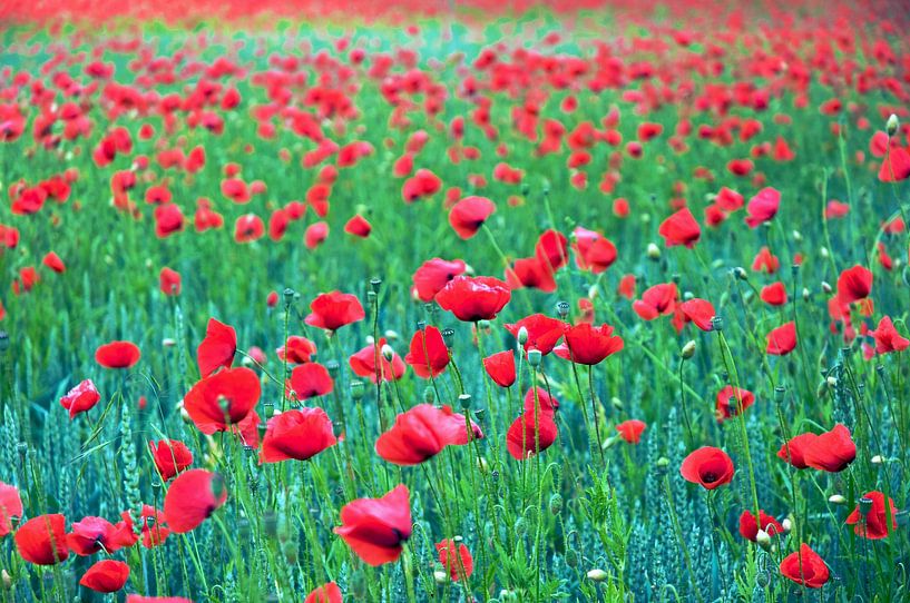 Red corn poppy on a summery grain field by Silva Wischeropp