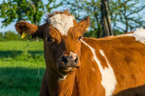 Cow in the setting sun