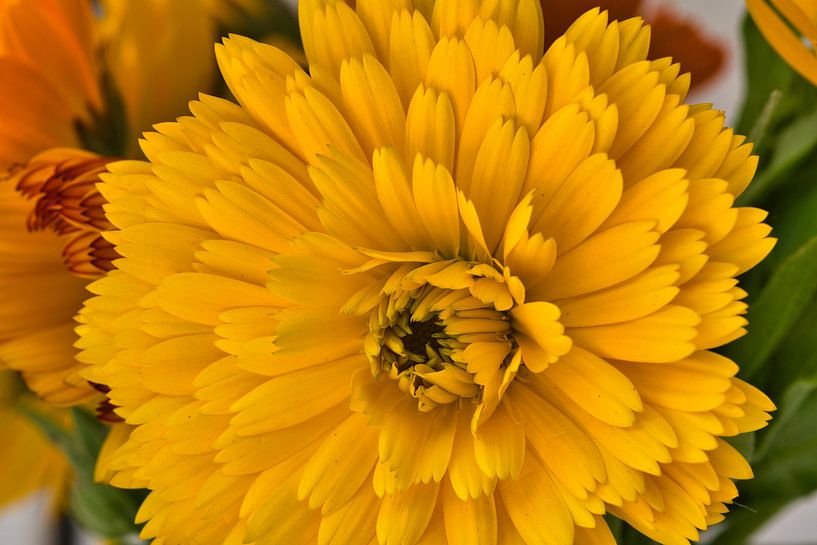 Makrofotografie einer blühenden gelben Ringelblume von Jolanda de Jong-Jansen