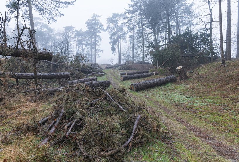 Dwingelderveld - Drenthe (Netherlands) by Marcel Kerdijk