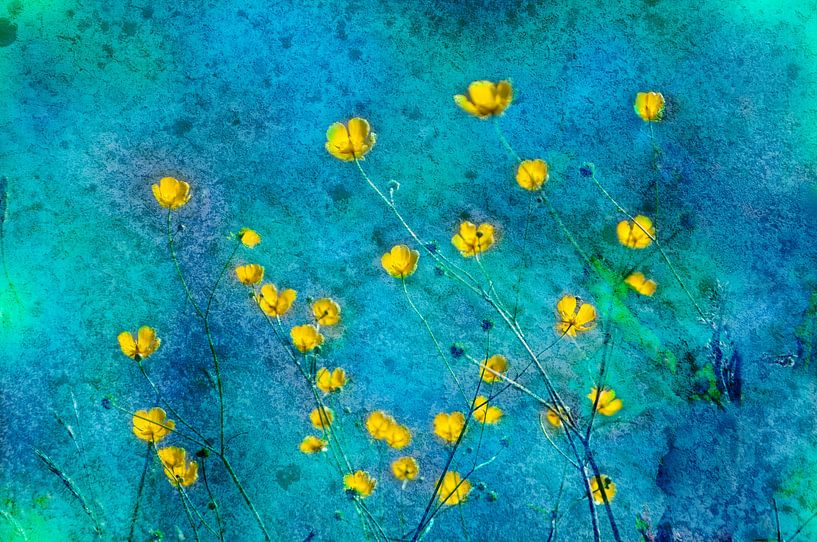 Boterbloemen in een blauwe achtergrond van Corinne Welp