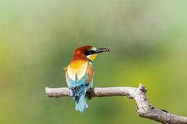 Bienenfresser von Heinz Grates