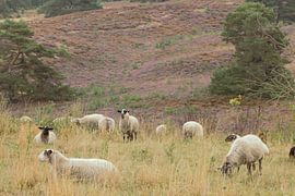 Sheep on the blooming heath by Photo Pim