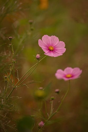 Blume vom Wildblumenfeld