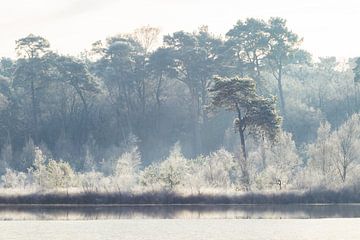 De jonge boom van Stephan Krabbendam