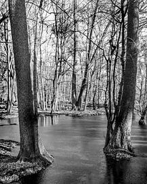 Tor zum Waldsee von Flatfield