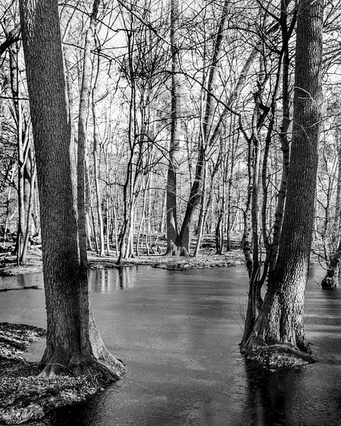 Tor zum Waldsee von Flatfield
